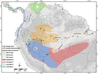 Origin and Dispersal of Domesticated Peach Palm